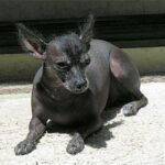 Mexikansk Nakenhund