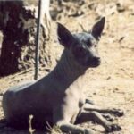 Mexikansk Nakenhund