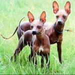 Mexikansk Nakenhund