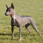 Mexikansk Nakenhund