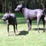 Mexikansk Nakenhund