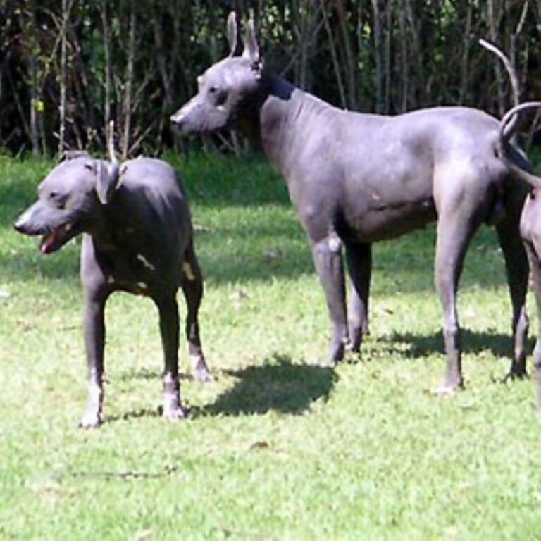 Mexikansk Nakenhund