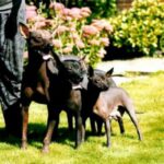 Mexikansk Nakenhund