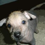 Mexikansk Nakenhund