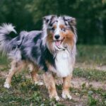 Miniature american shepherd - kopirettighet Wikimedia.org