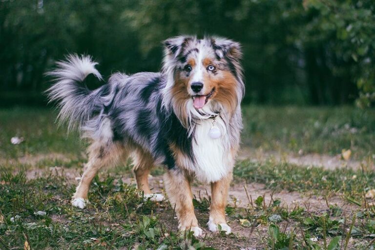 Miniature american shepherd - kopirettighet Wikimedia.org
