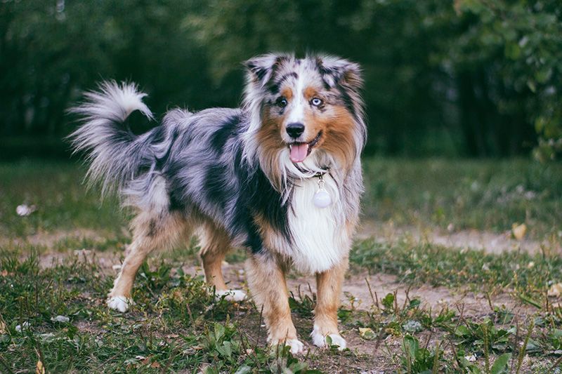 Miniature american shepherd - kopirettighet Wikimedia.org