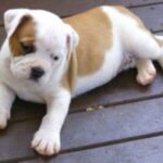 Miniature Australian Bulldog
