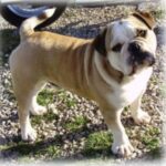 Miniature Australian Bulldog