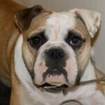Miniature Australian Bulldog