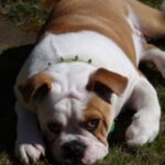 Miniature Australian Bulldog