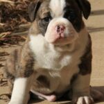 Miniature Australian Bulldog