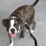 Miniature Australian Bulldog