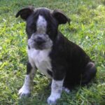 Miniature Australian Bulldog