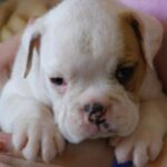 Miniature Australian Bulldog