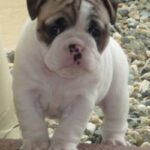 Miniature Australian Bulldog
