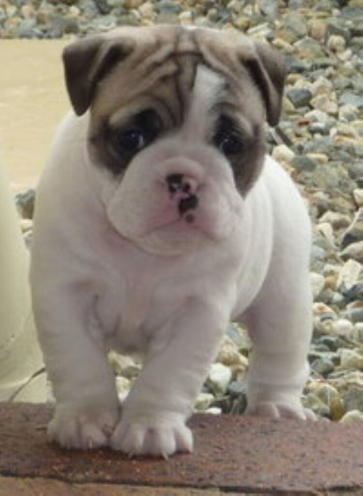 Miniature Australian Bulldog