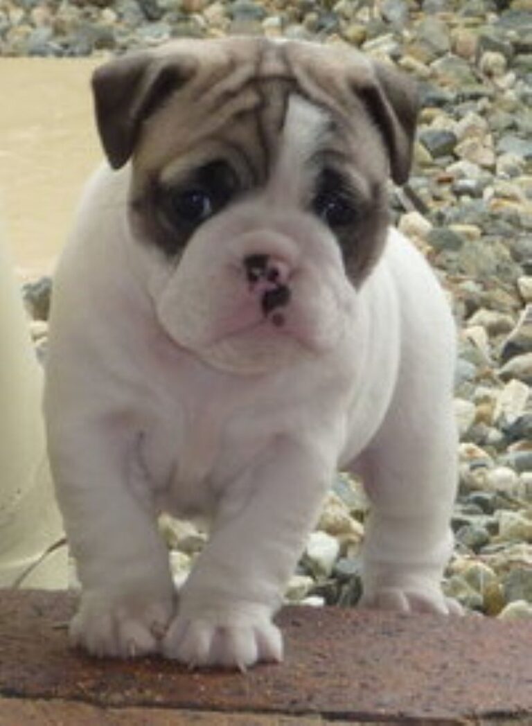 Miniature Australian Bulldog