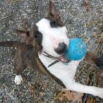 Miniature Bull Terrier