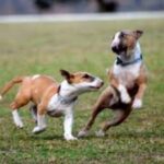 Miniature Bull Terrier