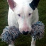 Miniature Bull Terrier