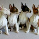Miniature Bull Terrier