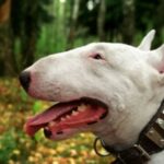 Miniature Bull Terrier