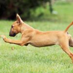 Miniature Bull Terrier