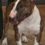 Miniature Bull Terrier