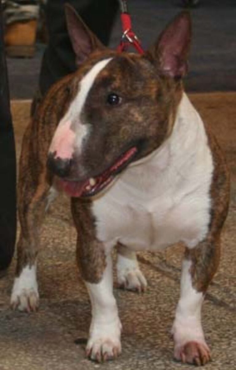 Miniature Bull Terrier