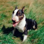 Miniature Bull Terrier