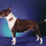 Miniature Bull Terrier