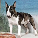 Miniature Bull Terrier