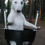Miniature Bull Terrier
