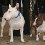 Miniature Bull Terrier