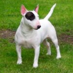 Miniature Bull Terrier