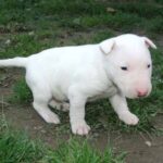 Miniature Bull Terrier