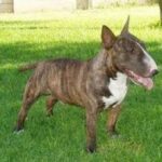 Miniature Bull Terrier