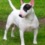 Miniature Bull Terrier