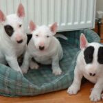 Miniature Bull Terrier
