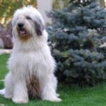 Mioritic Sheepdog