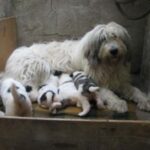 Mioritic Sheepdog