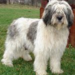 Mioritic Sheepdog