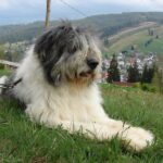 Mioritic Sheepdog