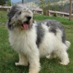 Mioritic Sheepdog