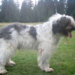 Mioritic Sheepdog