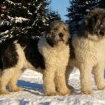 Mioritic Sheepdog