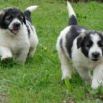 Mioritic Sheepdog