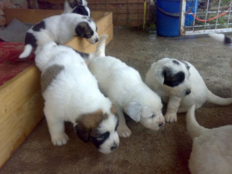 Mioritic Sheepdog