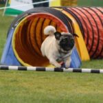 Mops